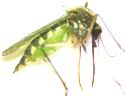 MosquitoFed