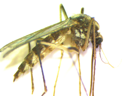 MosquitoNotfed
