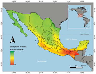 Mexican Bats