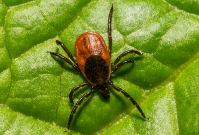 Tick-borne